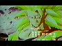 Dragonball Z Movie 12 (37)